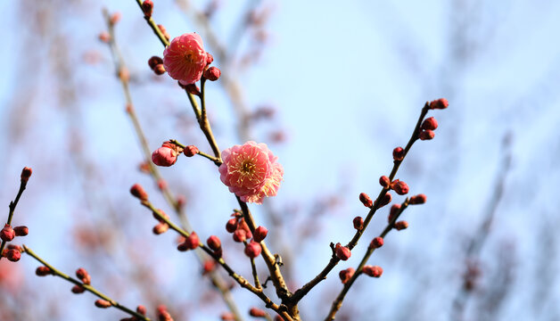 春暖花开