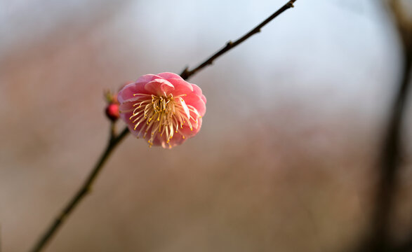 春暖花开