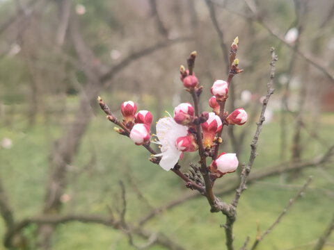 桃花