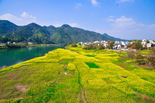 新安江畔油菜花