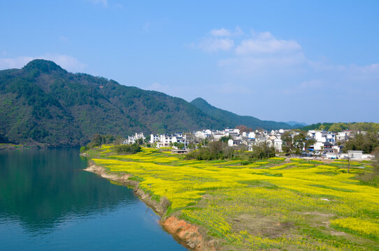 新安江畔油菜花