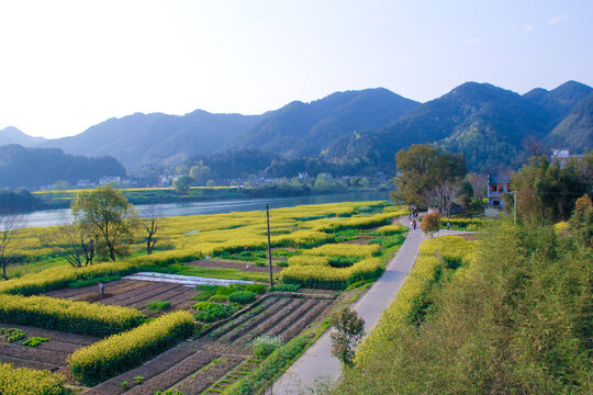 新安江畔油菜花