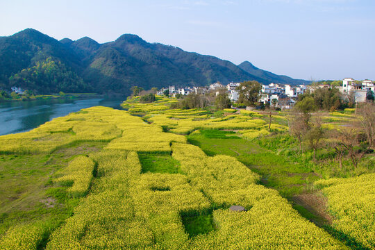 新安江畔油菜花