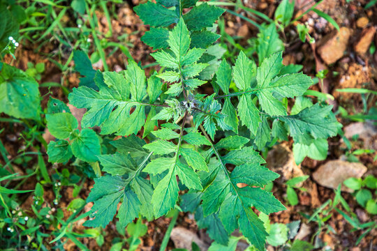 败酱叶菊芹