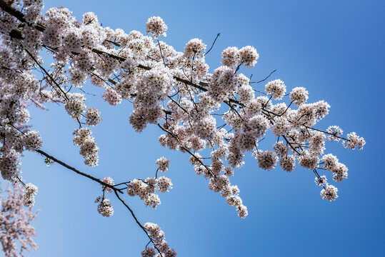 荣成樱花湖