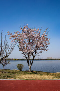 荣成樱花湖