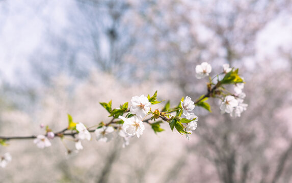 樱花