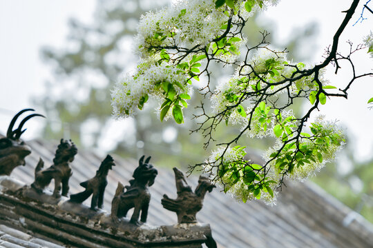 流苏邹城孟府