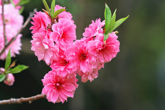 鲜花高清大图唯美山花