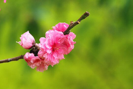 鲜花高清大图唯美山花