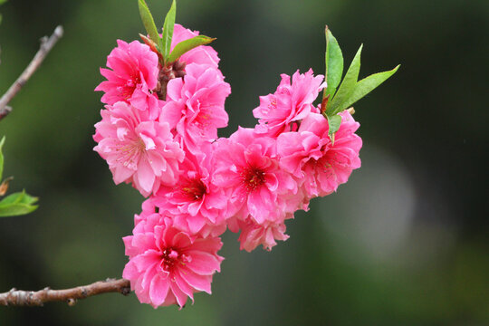 鲜花高清大图唯美山花