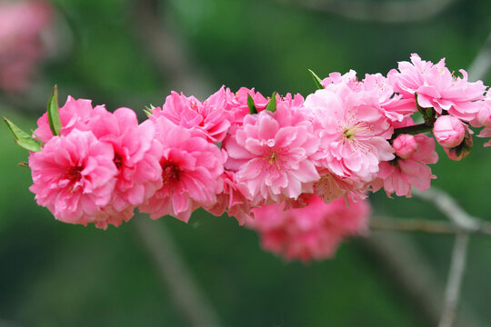 鲜花高清大图唯美山花