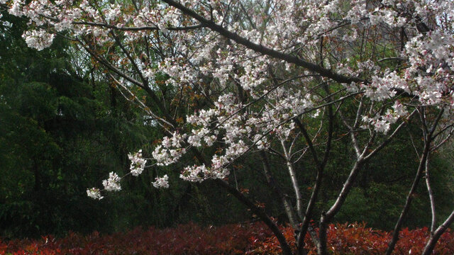 东京樱花