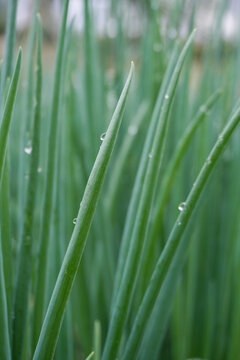 雨后绿色植物小葱