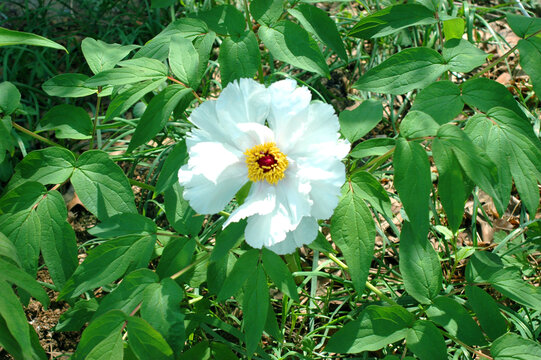 白色牡丹花
