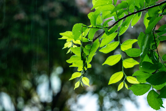 春雨下的绿叶