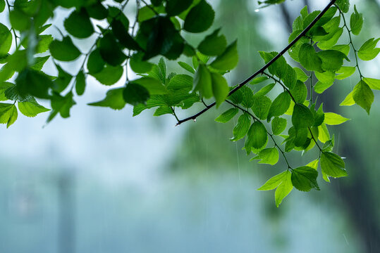 春雨下的绿叶