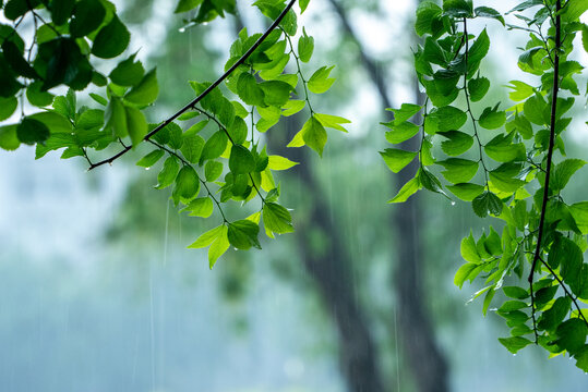 春雨下的绿叶