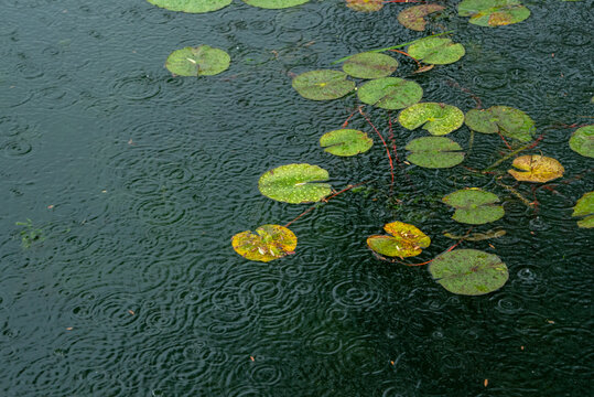 春雨下的绿叶