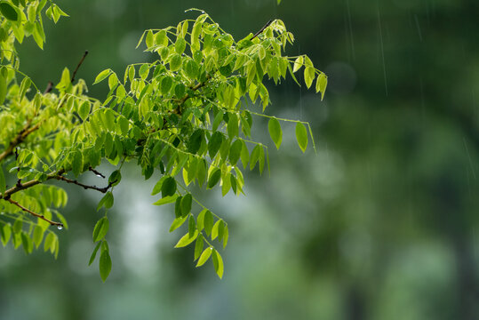 春雨下的绿叶