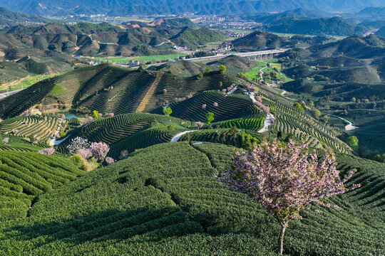 高山茶园