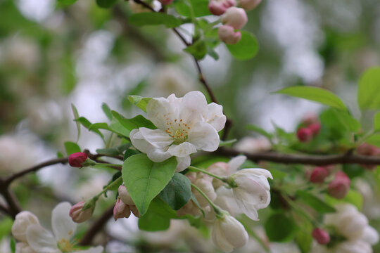 阳春三月鲜花绽放海棠花盛开