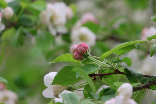 阳春三月鲜花绽放海棠花盛开