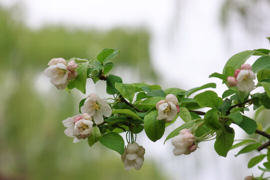 阳春三月鲜花绽放海棠花盛开