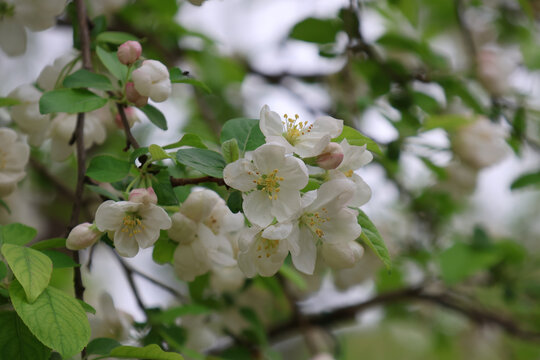 阳春三月鲜花绽放海棠花盛开