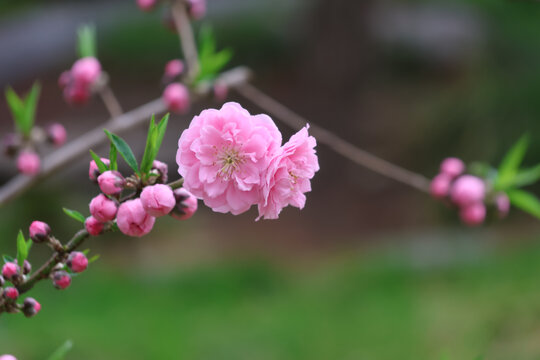 阳春三月桃花盛开春季来临