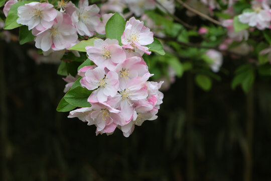 阳春三月鲜花绽放海棠花盛开