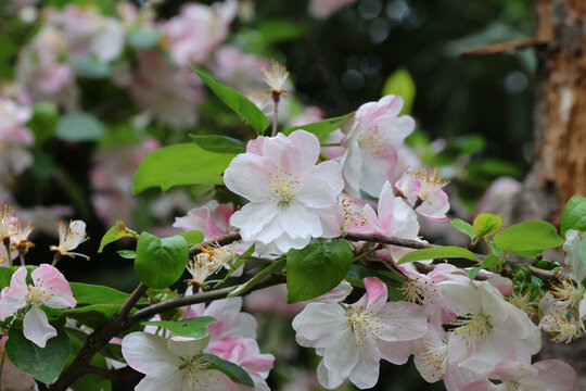 阳春三月鲜花绽放海棠花盛开