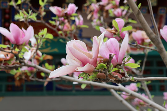 阳春三月鲜花绽放百花盛开