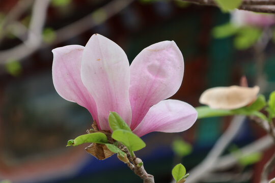 玉兰花盛开的春天