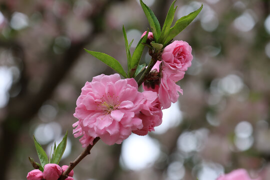 阳春三月桃花盛开春季来临