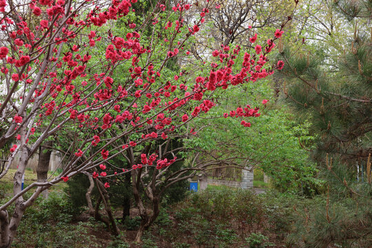 春天公园里盛开的海棠花