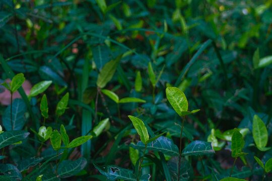 植物叶子绿叶植被光照树叶