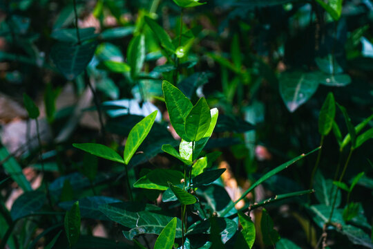 植物叶子绿叶植被光照树叶