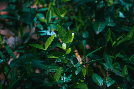 植物叶子绿叶植被光照树叶