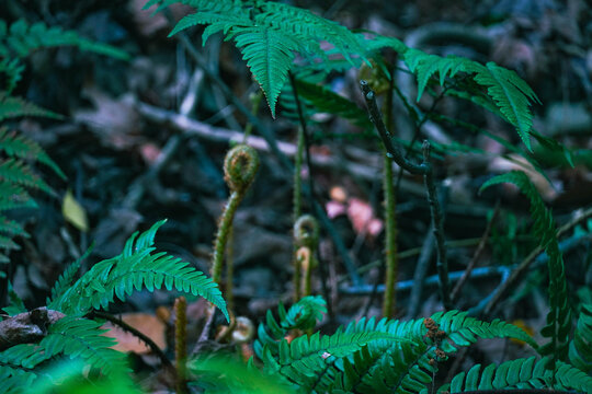 植物叶子绿叶植被光照树叶