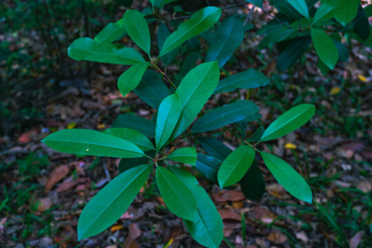 植物叶子绿叶植被光照斑驳光影