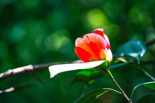 山茶花红花绿叶