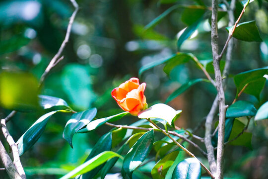 山茶花红花绿叶