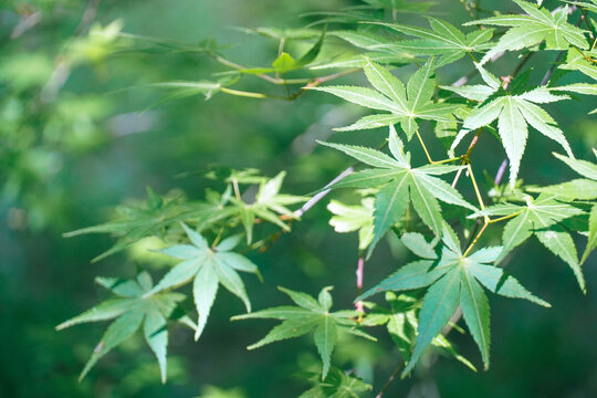 鸡爪槭树叶枫叶