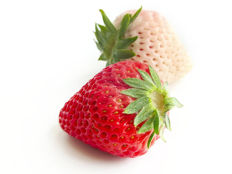 红白鲜草莓