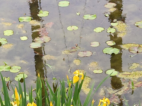 水蓮