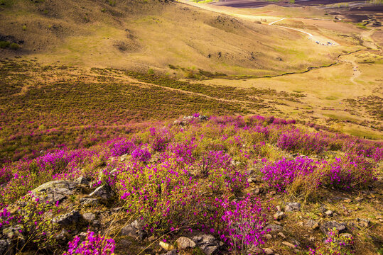 架子山杜鹃花海