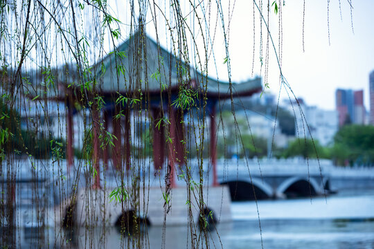 惠州西湖柳树风景