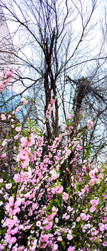 粉红色野桃花