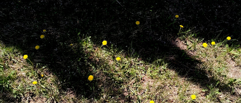 花色小野花